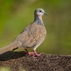Hrdlicka kropenata - Streptopelia chinensis - Spotted Dove o1205